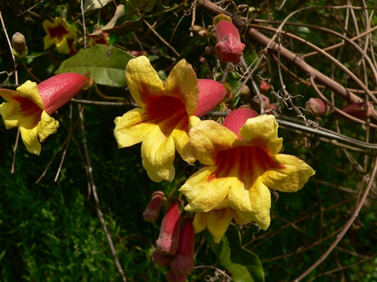 {Bignonia capreolata}